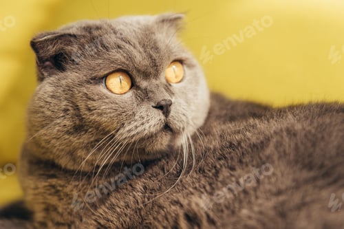 Vorschau: graue flauschige schottische Faltkatze auf gelbem Grund