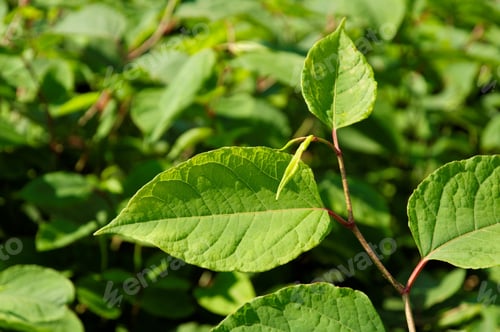 Preview: Close-up shot of lush, vibrant green leaves in a backdrop of lush greenery