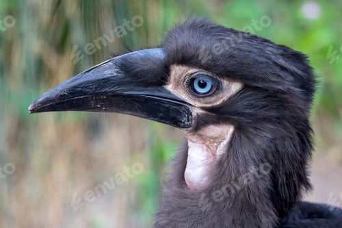 Preview: Young Southern ground hornbill close up shot