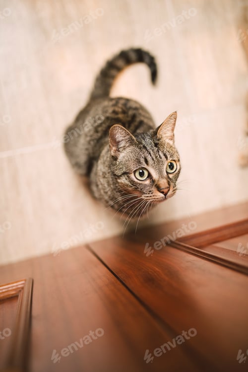 Preview: Portrait of tabby cat waiting in front of a door at home