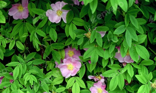Preview: Blooming pink wild rose flower background