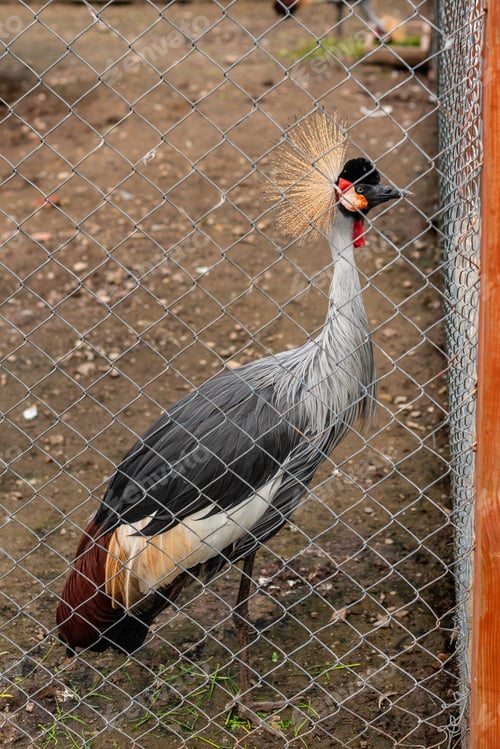 Preview: Crowned crane in a zoo in sunny summer day