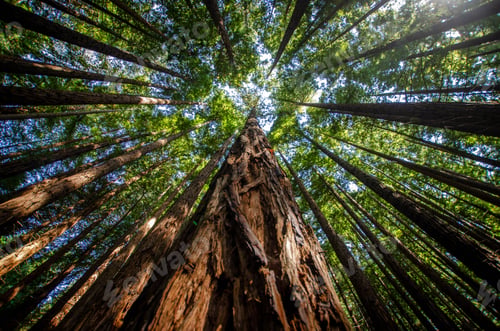 Preview: Close-up from Below of a Red Sequoia Tree Climbing into the sky with the rest of the trees