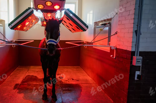 Preview: Front view of horse under light therapy in solarium