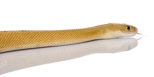 Preview: Trans-Pecos rat snake, Bogertophis subocularis, slithering against white background
