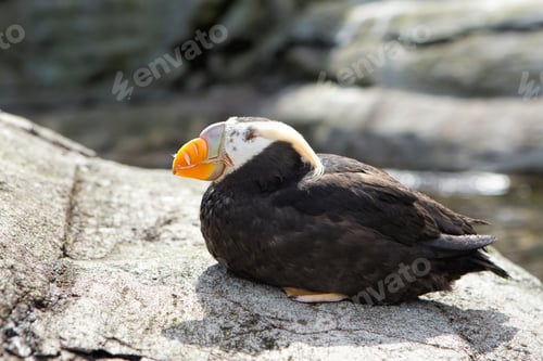 Preview: Puffin perched on a rock.