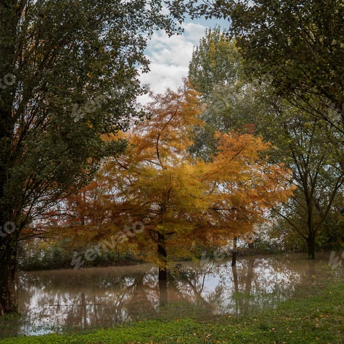 Preview: a tree in a large puddle in autumn
