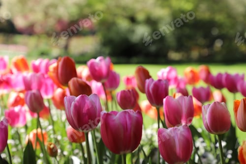 Preview: Tulips