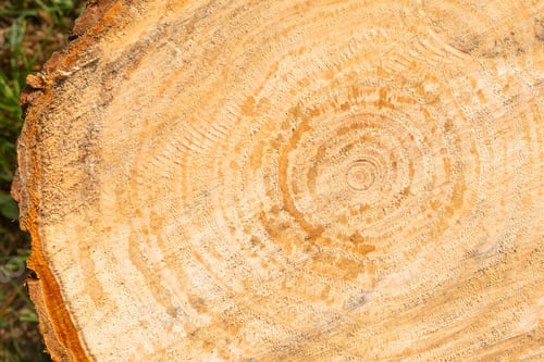 Preview: A wooden slice of a wooden day with cracks and annual rings of life. Banner.