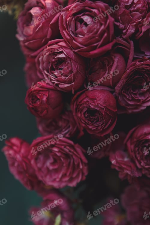 Preview: bouquet of pink peonies