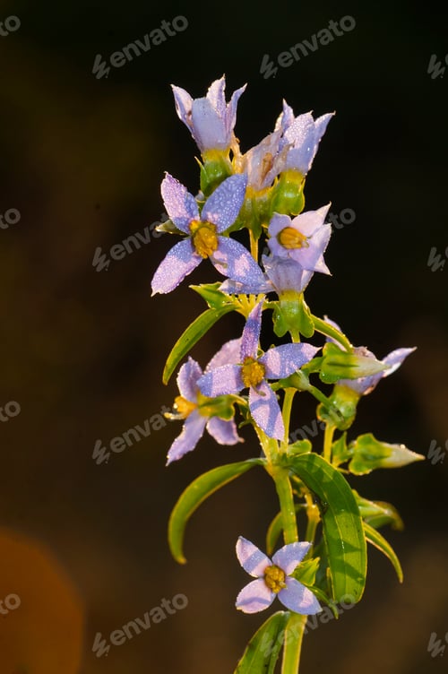 Preview: Close up grass flower, Nature background in the morning