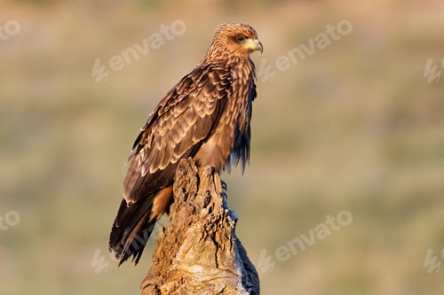 Preview: Yellow-billed kite perched on a stump - Kalahari desert