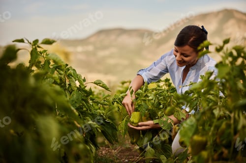 Visualização: Uma mulher trabalhadora no jardim, colhendo os pimentões.