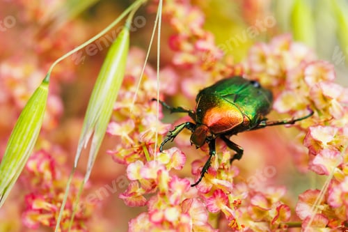 Preview: Scarab beetle macro on wild flowering plant with green blades