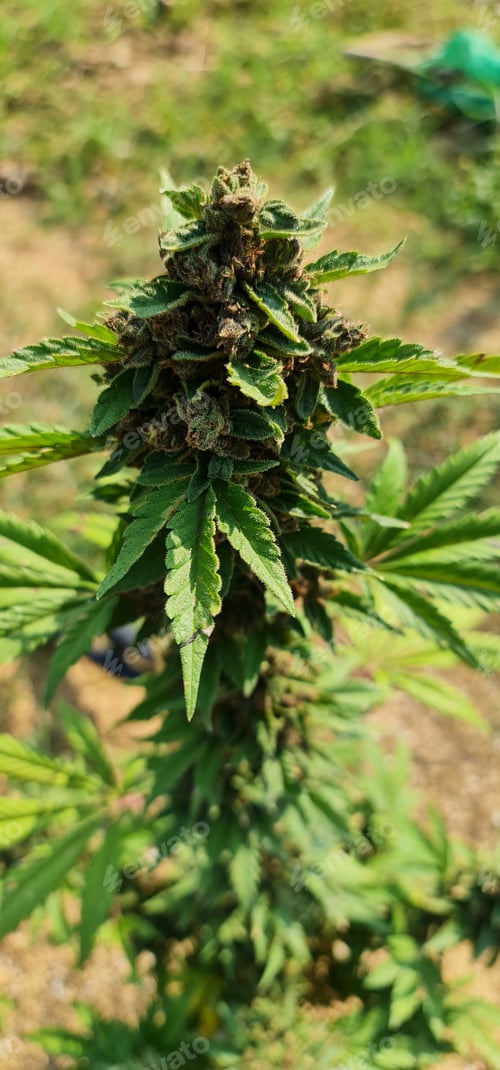 Preview: Blue Dream cannabis breed marijuana growing ready to harvesting