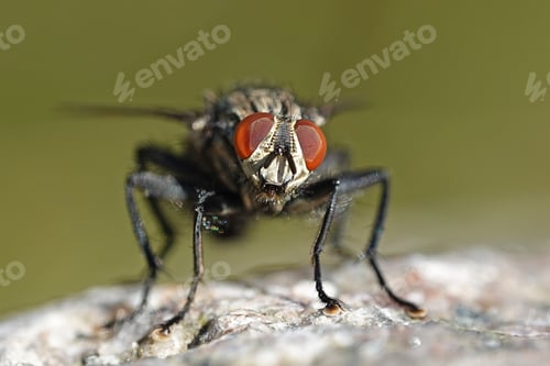 Preview: Flesh fly (Sarcophaga)