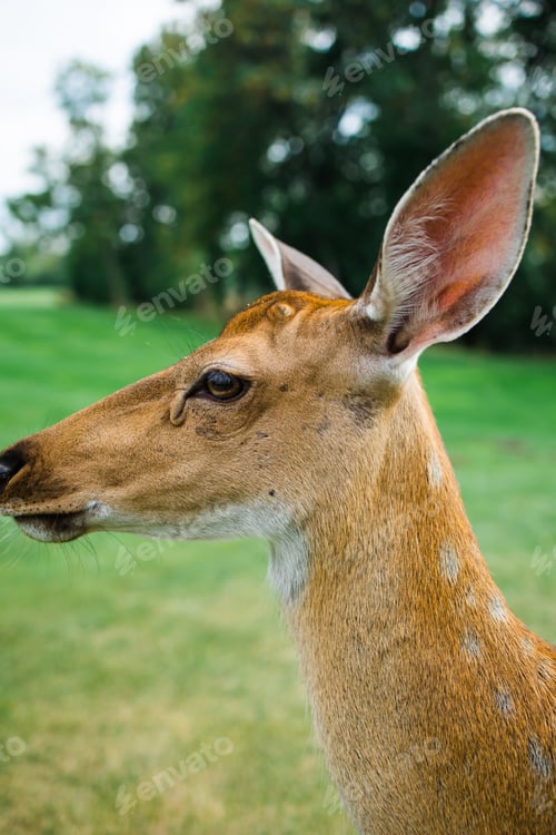 Preview: The close up of dear face in park, Ukraine. Dear head clouse up.