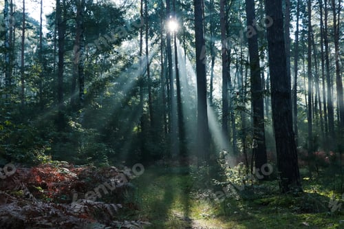 Preview: Majestic view of forest with sunbeams shining through trees in morning