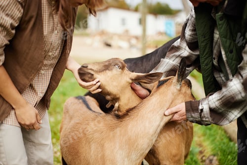 Preview: Caucasian Young Woman and Middle Aged Man Petting Goats Outdoors