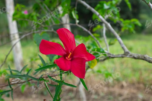 Preview: big beautiful red flower
