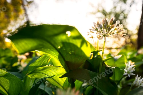 Preview: wild garlic flowers in forest