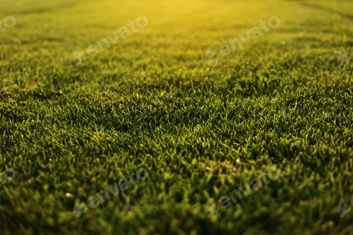 Preview: Green grass close-up. cut green juicy lawn. Alpine meadow densely overgrown with grass. Field