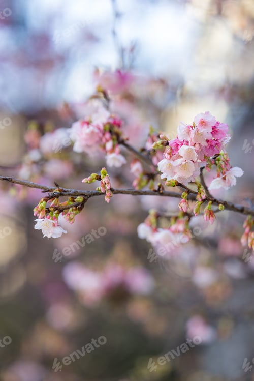 Preview: Pink sakura flower on the tree