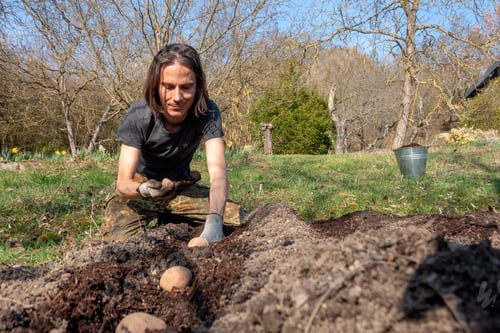 Preview: Man planting potato