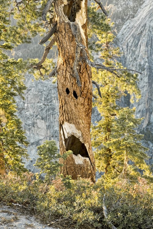 Preview: Scary ENT tree in Yosemite!