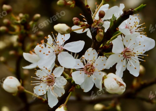 Vorschau: Frühlings-Blüte