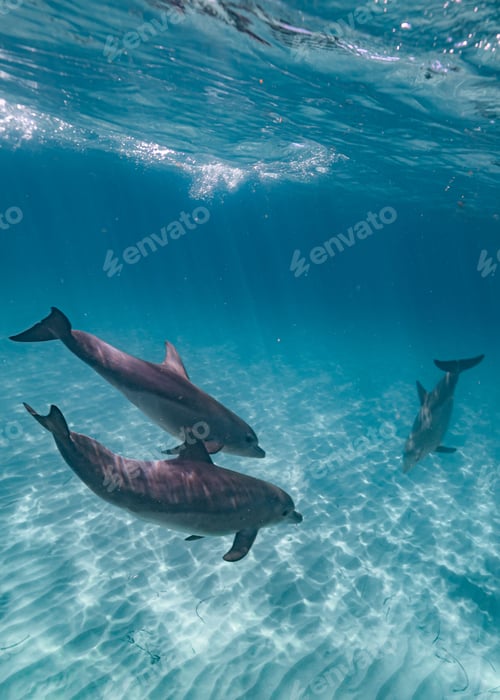 Preview: Vertical shot of dolphins under clear blue water