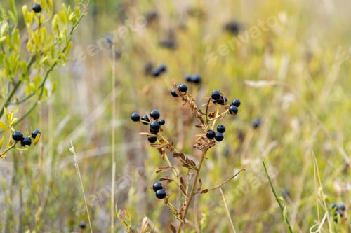 Preview: Black berries of the Crimean plant. Sunny autumn day. Front view.