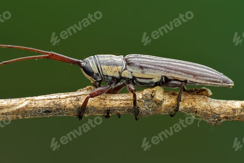 Preview: beetle