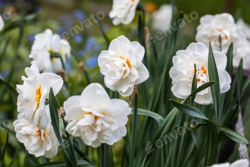 Preview: White and orange Double Replete daffodils (Narcissus) bloom in a garden