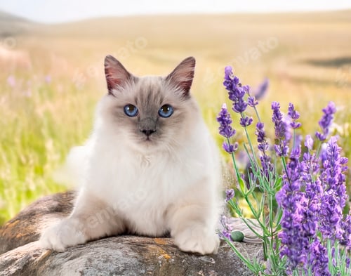 Preview: birman cat in nature