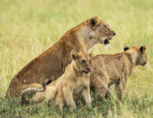 Preview: A Creative Tanzania Wildlife picture of World