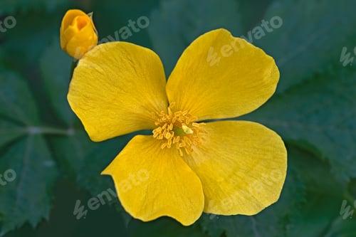 Preview: Forest Poppy (Hylomecon Vernalis). Another Scientific Name Is Hylomecon Japonica.