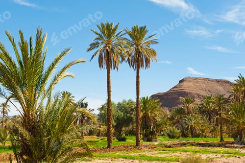 Preview: Palm trees in the Dades Valley near Ouarzazate, Morocco, North Africa, Africa, background with copy