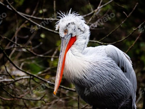 Preview: White-feathered bird with its long beak open in an outdoor setting