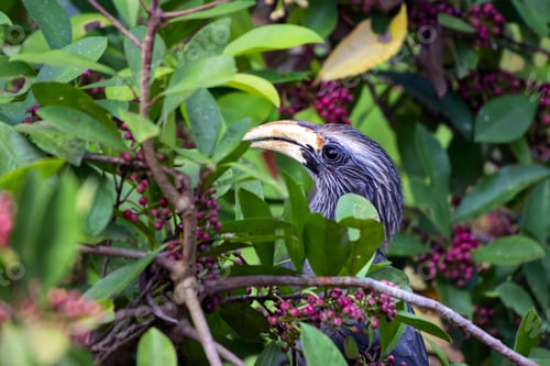 Preview: Malabar grey hornbill perched on a tree branch with green foliage. Thattekad, Kerala, India