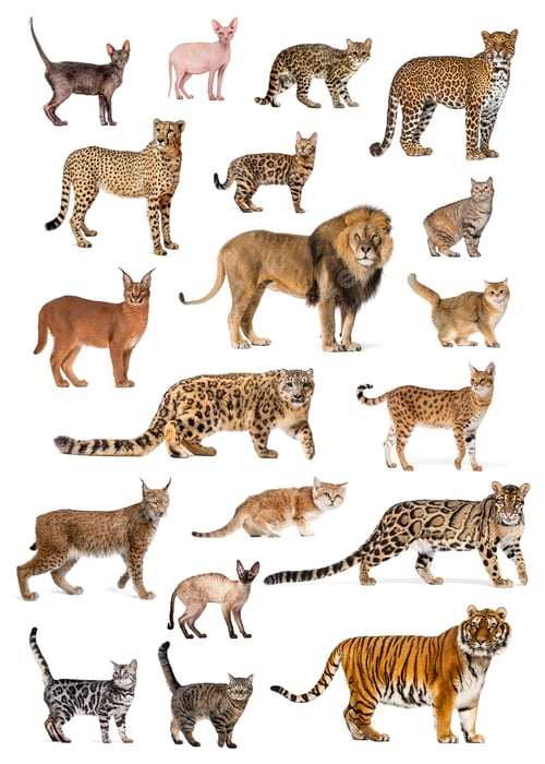Preview: educational Poster of several breeds and species of cats, both wild and domestic, Isolated on white