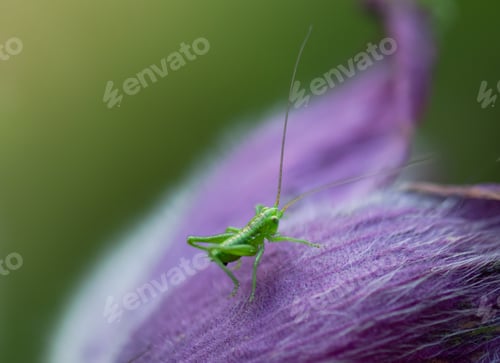 Preview: Macro shot of a small green grasshopper on a purple flower.