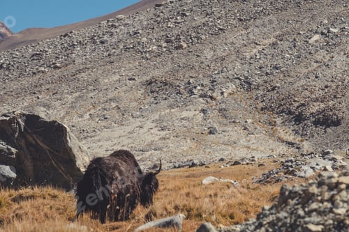 Preview: A wild yak eating grasses in a field with mountains and nature background in Ladakh , India