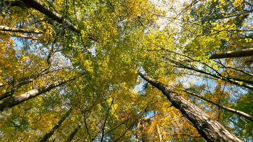 Preview: Bottom view of tall trees and sun in the forest at summer