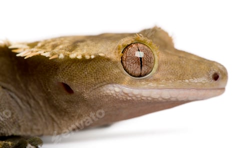 Preview: New Caledonian Crested Gecko, Rhacodactylus ciliatus, in front of white background