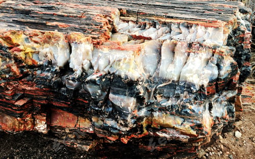 Preview: Fossil woods in Petrified Forest National Park