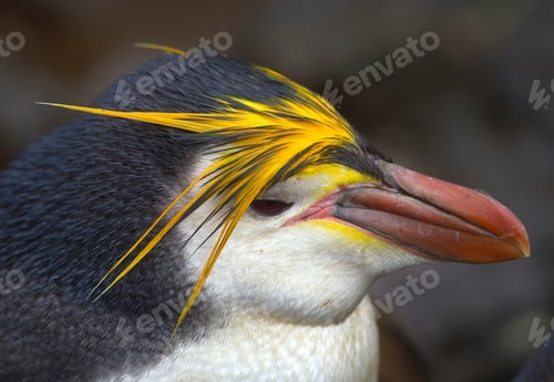 Preview: Royal Penguin, north east coast of Macquarie Island, Southern Ocean