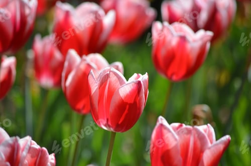 Preview: red and white tulips with green stems in the background