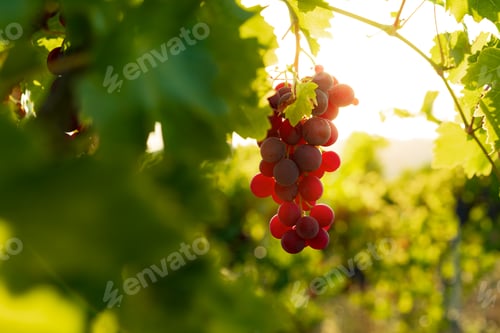 Preview: Bunch of black grape growing in the vineyard