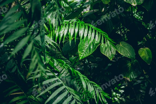Preview: Palm forest. The concept of tropics nature.